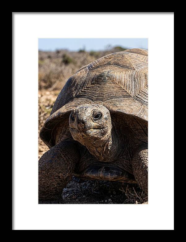 Aldabra Giant Tortoise Portrait