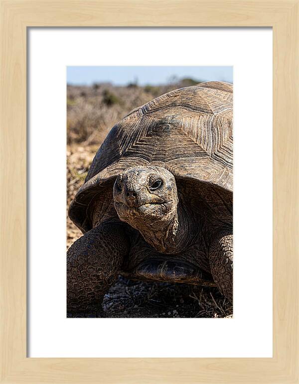 Aldabra Giant Tortoise Portrait