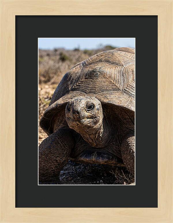Aldabra Giant Tortoise Portrait