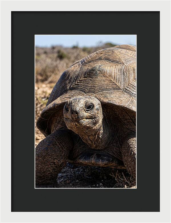 Aldabra Giant Tortoise Portrait