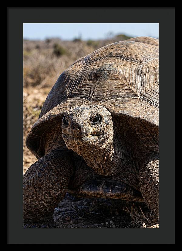 Aldabra Giant Tortoise Portrait