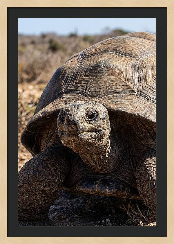 Aldabra Giant Tortoise Portrait
