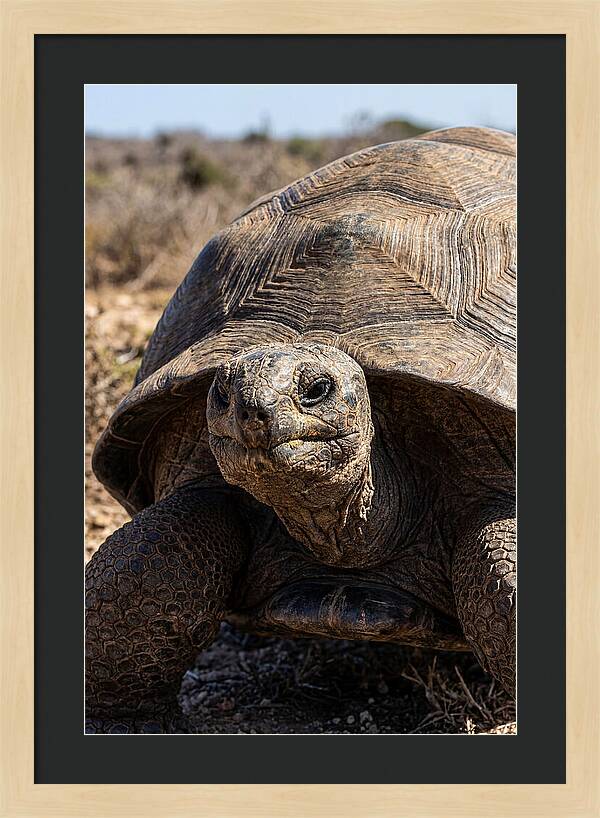 Aldabra Giant Tortoise Portrait