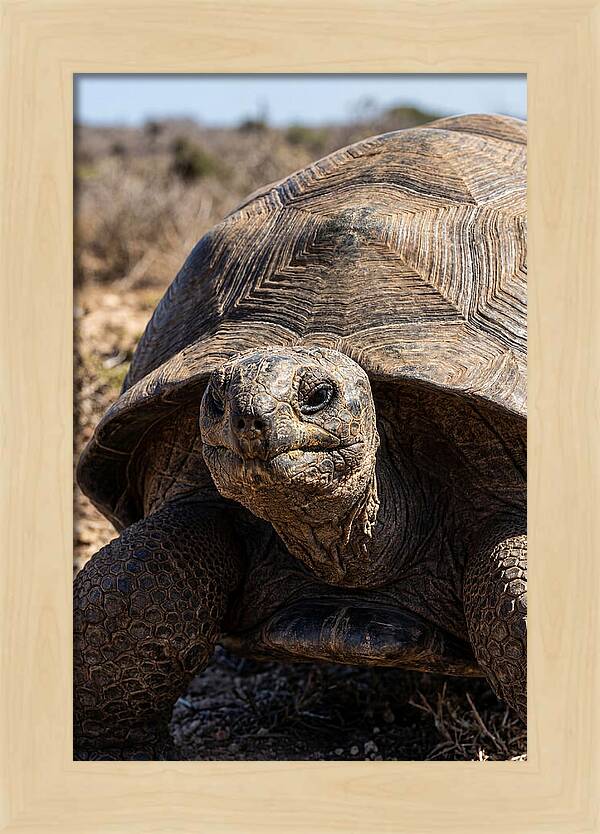 Aldabra Giant Tortoise Portrait
