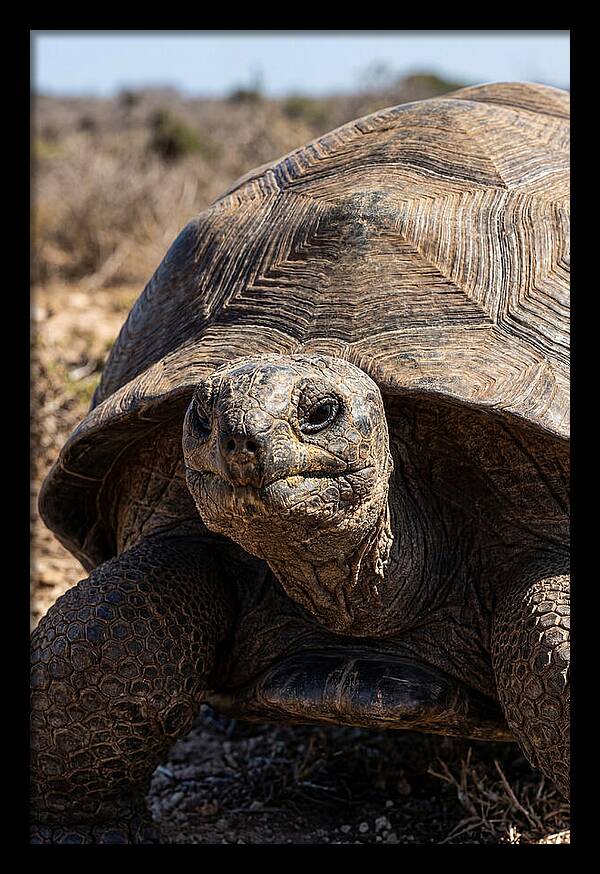 Aldabra Giant Tortoise Portrait