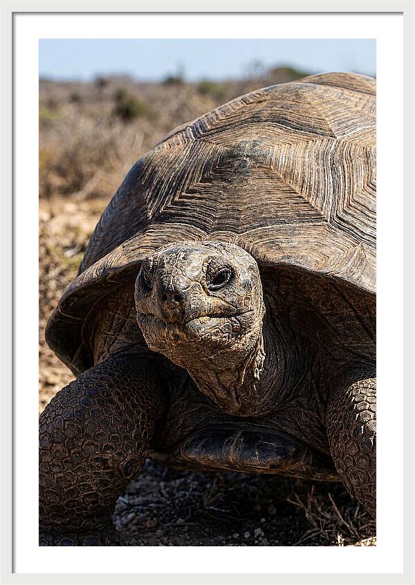 Aldabra Giant Tortoise Portrait