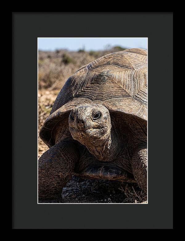 Aldabra Giant Tortoise Portrait