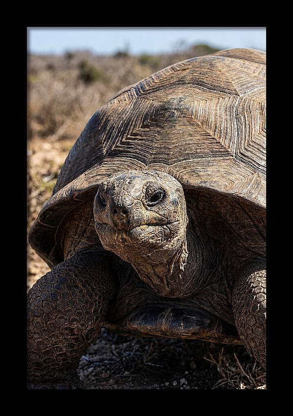 Aldabra Giant Tortoise Portrait