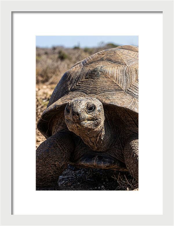 Aldabra Giant Tortoise Portrait