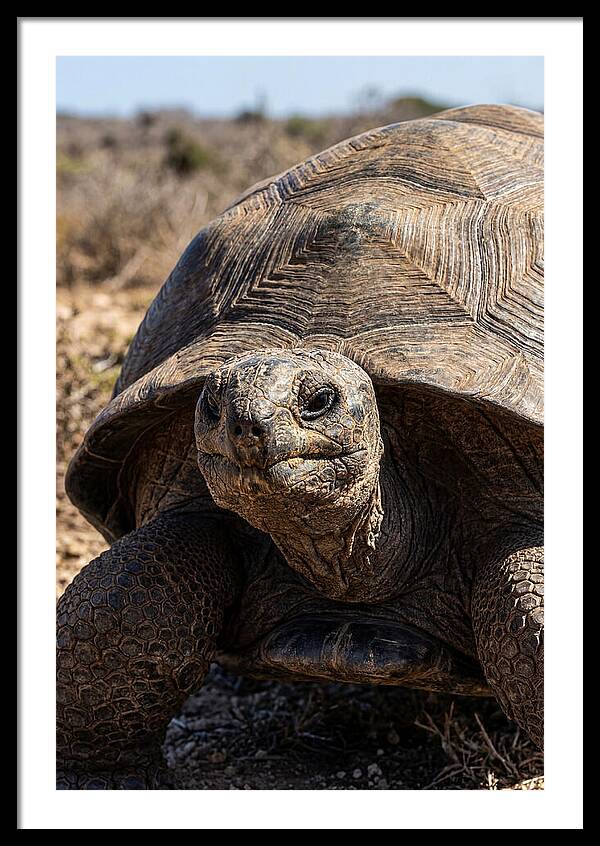 Aldabra Giant Tortoise Portrait