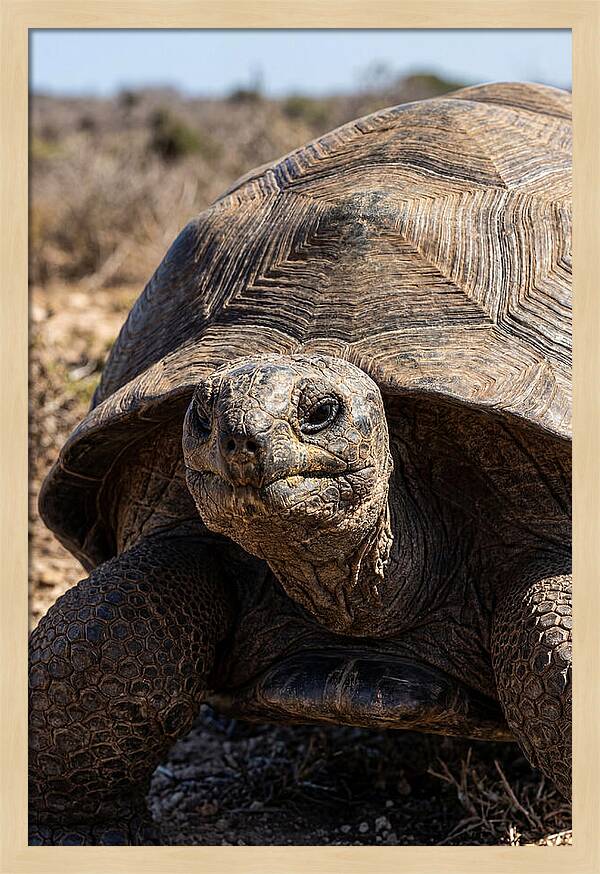 Aldabra Giant Tortoise Portrait