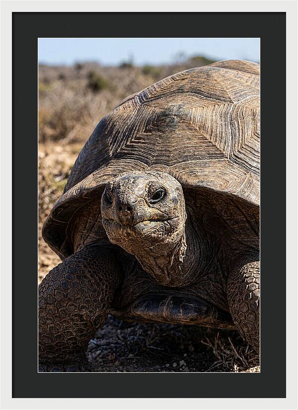 Aldabra Giant Tortoise Portrait