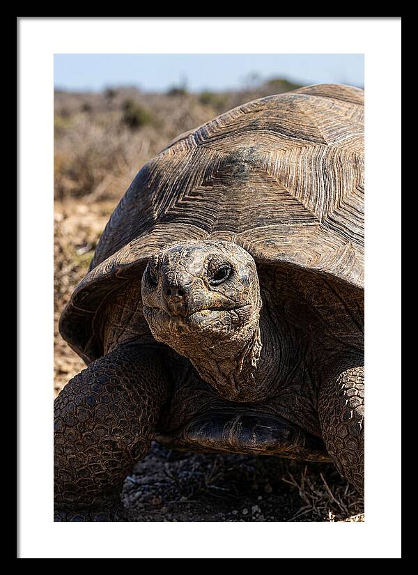 Aldabra Giant Tortoise Portrait