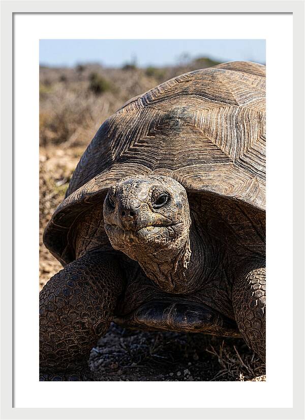 Aldabra Giant Tortoise Portrait