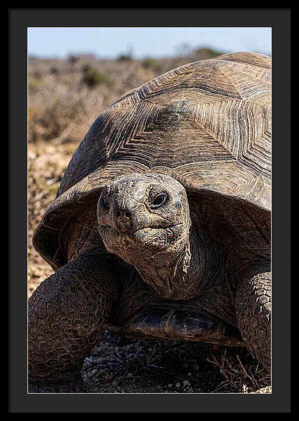 Aldabra Giant Tortoise Portrait