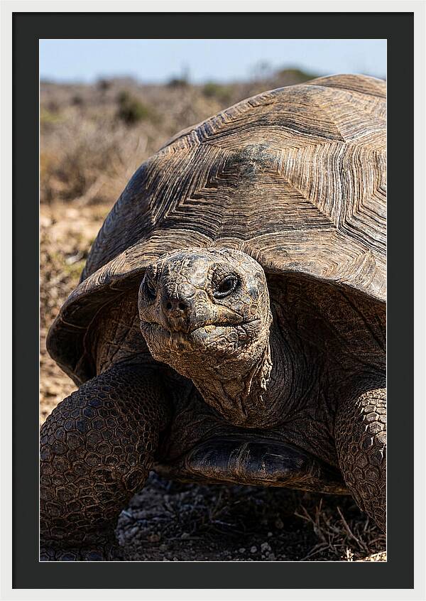 Aldabra Giant Tortoise Portrait