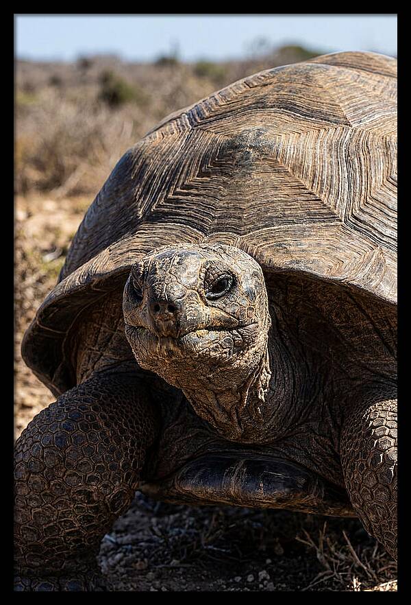 Aldabra Giant Tortoise Portrait