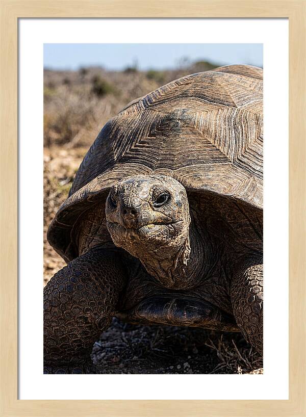 Aldabra Giant Tortoise Portrait
