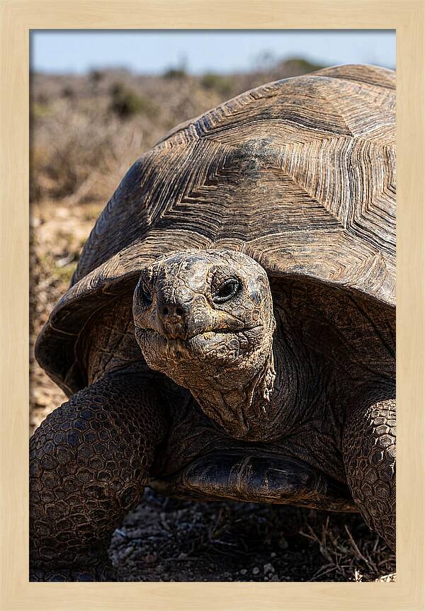 Aldabra Giant Tortoise Portrait