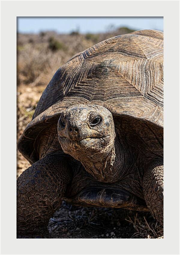 Aldabra Giant Tortoise Portrait
