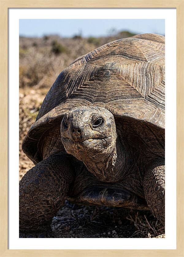 Aldabra Giant Tortoise Portrait