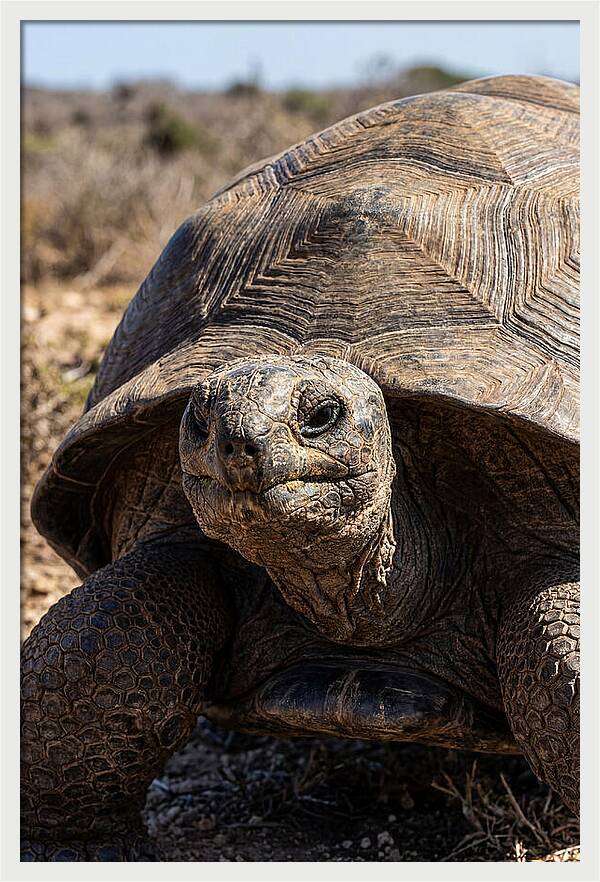 Aldabra Giant Tortoise Portrait