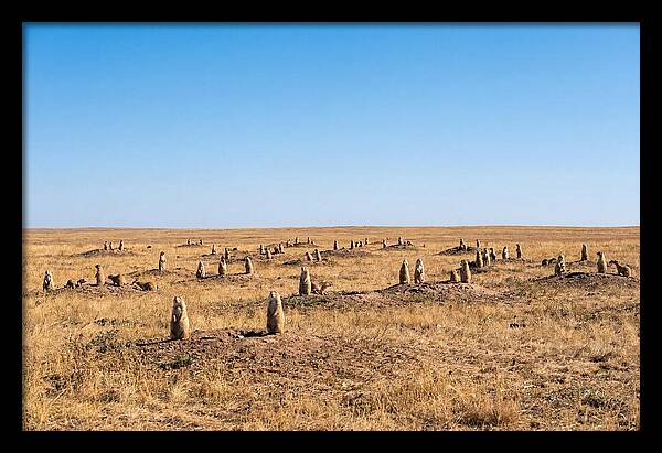 Alert Prairie Dog Gathering