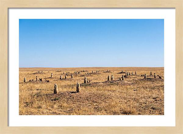 Alert Prairie Dog Gathering