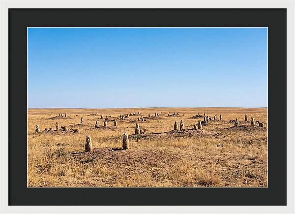 Alert Prairie Dog Gathering