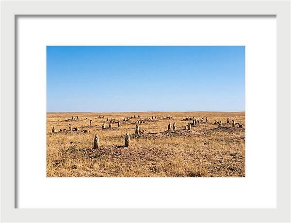 Alert Prairie Dog Gathering