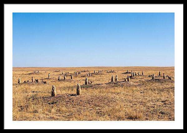 Alert Prairie Dog Gathering