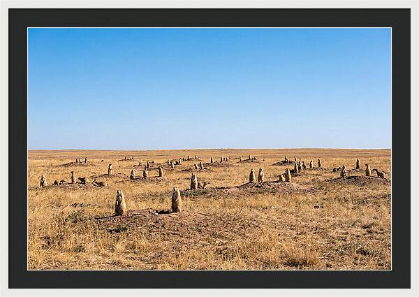 Alert Prairie Dog Gathering