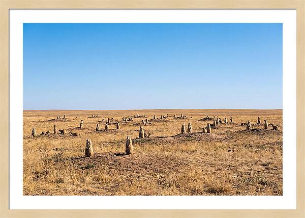 Alert Prairie Dog Gathering