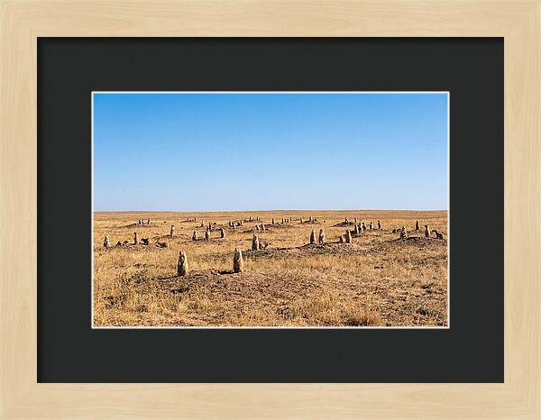 Alert Prairie Dog Gathering