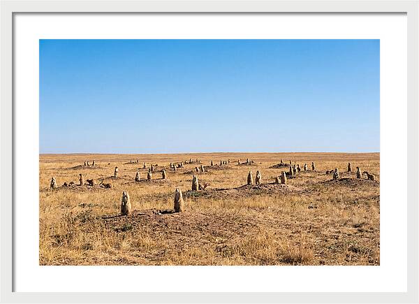 Alert Prairie Dog Gathering