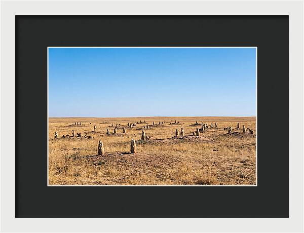 Alert Prairie Dog Gathering