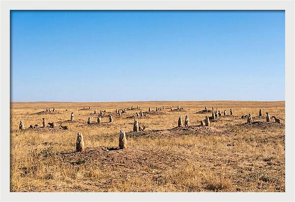 Alert Prairie Dog Gathering