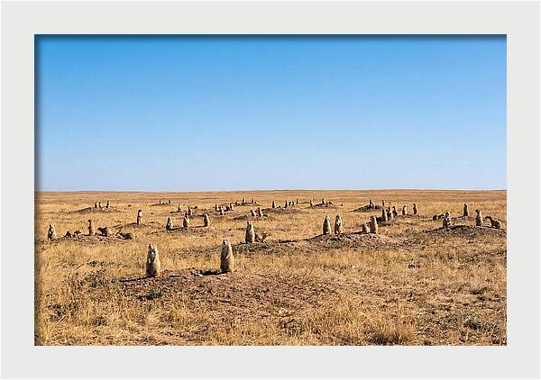 Alert Prairie Dog Gathering