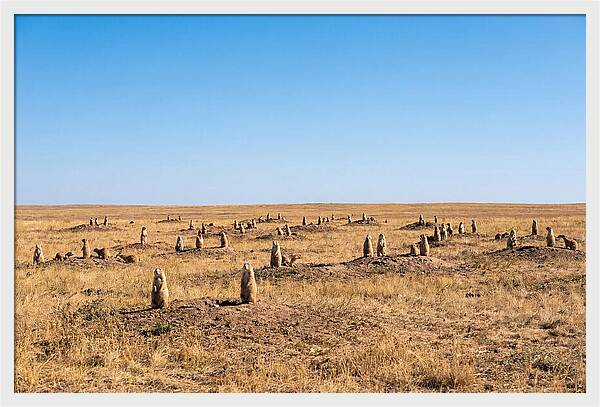 Alert Prairie Dog Gathering