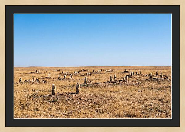 Alert Prairie Dog Gathering