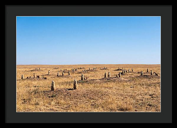 Alert Prairie Dog Gathering