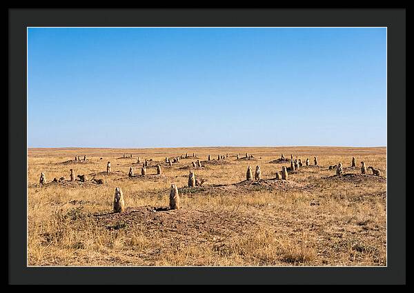 Alert Prairie Dog Gathering