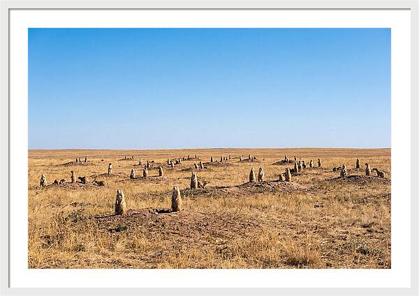 Alert Prairie Dog Gathering