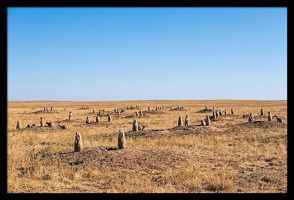Alert Prairie Dog Gathering
