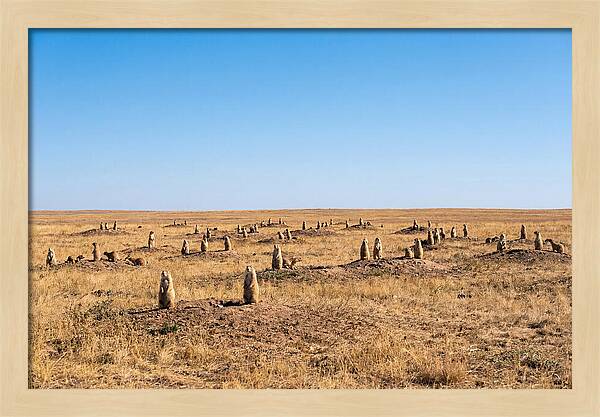 Alert Prairie Dog Gathering