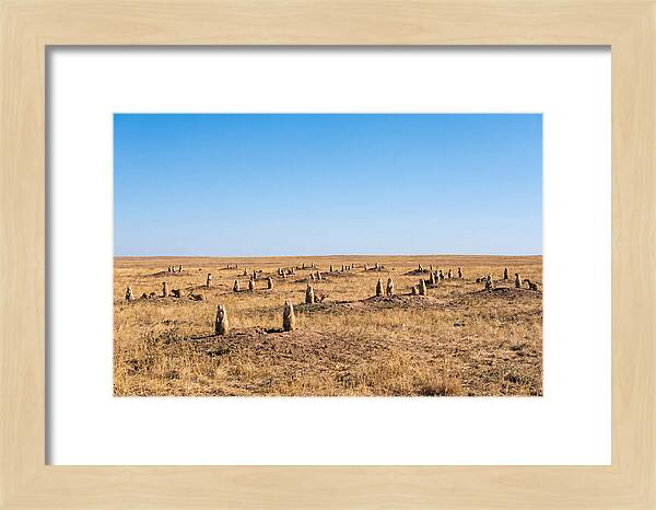 Alert Prairie Dog Gathering