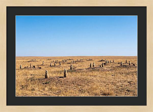 Alert Prairie Dog Gathering