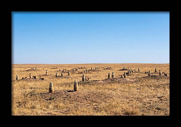 Alert Prairie Dog Gathering
