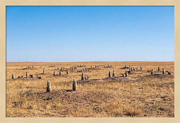Alert Prairie Dog Gathering