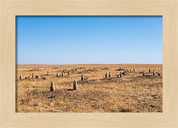 Alert Prairie Dog Gathering